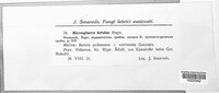 Microsphaera betulae image